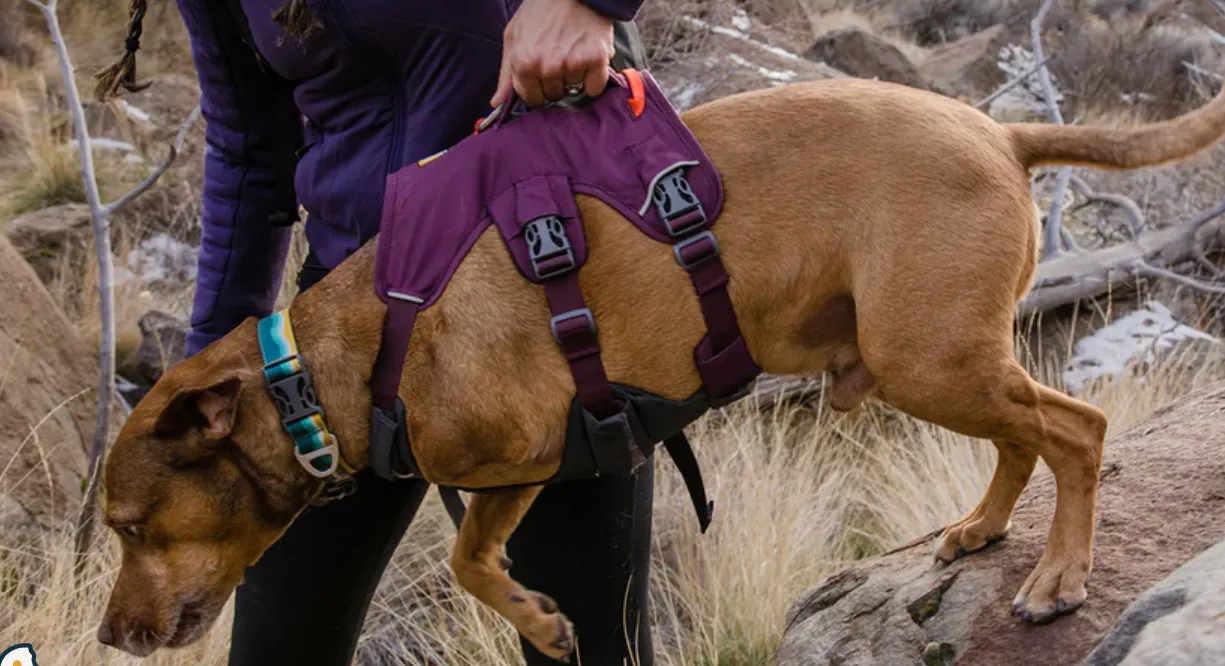 Ruffwear - Webmaster